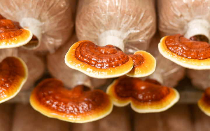 The Healing Power of Ganoderma - A Comprehensive Review