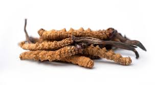 The Power of Cordyceps - Elevate Your Performance and Vitality